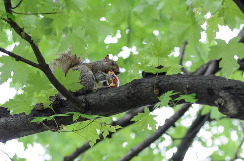 Montreal2013-136.jpg